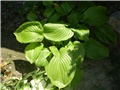 hosta